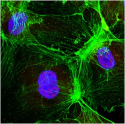 MilliporeSigma anti-Caspase 3, Polyclonal 50&mu;g, Unlabeled:Antibodies,